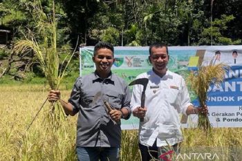 BPS prediksi produksi padi Pesisir Selatan Januari-April 2022 meningkat