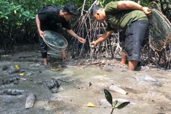 Minyak oli tutupi hutan mangrove Kuala Dangas