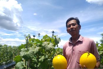 Petani Mimika keluhkan kenaikan harga pupuk