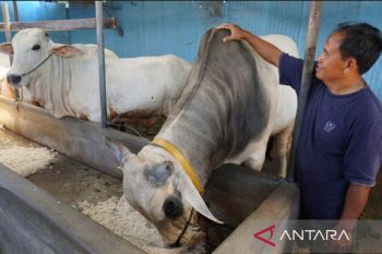 Pemkab Parigi Moutong  siap penuhi kebutuhan daging sapi di IKN