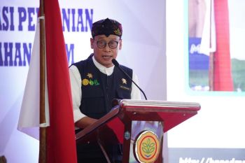 Libatkan petani milenial, Kementan optimistis kembalikan kejayaan kedelai