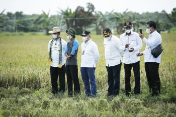 Gubernur Kalteng: Food estate wujudkan kedaulatan pangan nasional