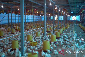 Peternak Gowa : Peternakan ayam lebih hemat pakai listrik PLN