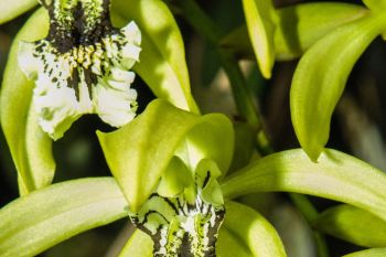 4 Tanaman Endemik yang Terancam Punah di Indonesia