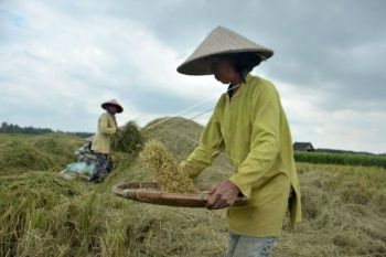 BSB sasar sektor pertanian Sumsel untuk  realisasikan KUR 2022