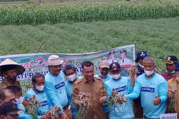 Pemkab targetkan Pesisir Selatan jadi sentra bawang merah