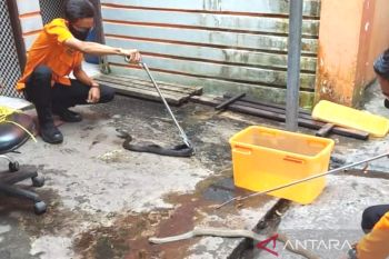 Puluhan warga Banjarmasin minta tolong tangani ular masuk pemukiman