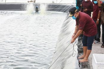 Pemprov Kalteng libatkan BUMDes kembangkan shrimp estate