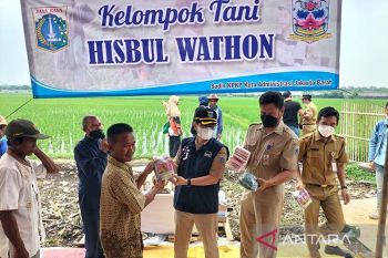 Kelompok tani di Kalideres mampu produksi 200 beras kemasan dalam sehari