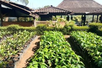 Kabupaten OKU Selatan salurkan bantuan Gerakan Sumsel Mandiri Pangan