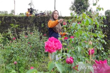 Jelang Ramadan, harga bunga tabur di petani Boyolali turun Rp5.000/kg