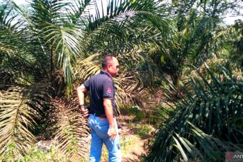 Harga TBS dan CPO turun tipis