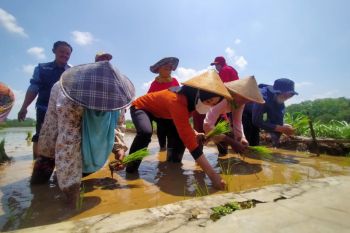 Pemkab Gunung Kidul kembangkan benih padi varietas IR Nutrizinc di Patuk-Ponjong
