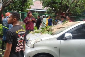 Sebuah mobil ringsek tertimpa pohon tumbang di Sidoarjo