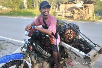 Harga TBS naik, petani bisa hasilkan Rp12 juta sebulan