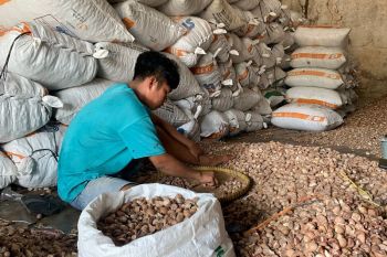 Petani Jambi kurangi jual pinang tunggu harga membaik