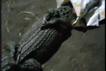 BKSDA evakuasi buaya hasil tangkapan warga di Desa Janti Kediri