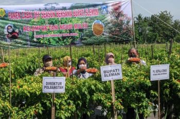 Kementan dan Pemkab Sleman panen cabai "off season" di lahan petani milenial