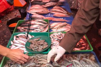 SKIPM Padang tingkatkan mutu hasil perikanan di pasar tradisional
