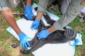Pemeriksaan kesehatan Owa Ungko di Jambi