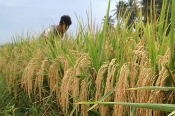 Pemkab Pesisir Selatan optimis produksi padi 2022 sesuai target