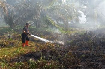 Lahan sawit di Tiku di Agam terbakar seluas 2,5 hektare