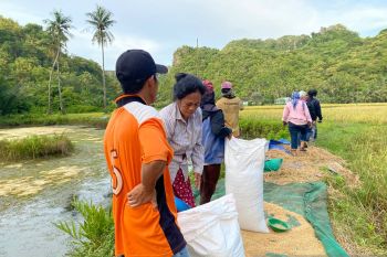 Bulog Sulselbar telah serap 10.000 beras lokal di awal panen 2022
