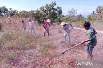 Artikel - Merawat tradisi Gemohing untuk kemandirian ekonomi petani di Adonara