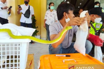 BBKSDA Papua Barat gagalkan upaya penyelundupan satwa Bandara Sorong