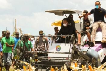 Penyerapan jagung petani dari Program TJPS di NTT mencapai 500 ton