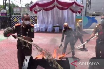 Kejaksaan Ngawi musnahkan sembilan pohon ganja barang bukti kasus narkoba
