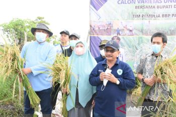 Benih padi BK-Situbondo tahan hama dan masa panen pendek