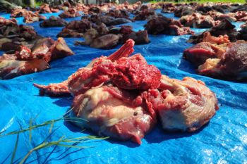 Merawat tradisi "meugang" sambut Ramadhan di Aceh