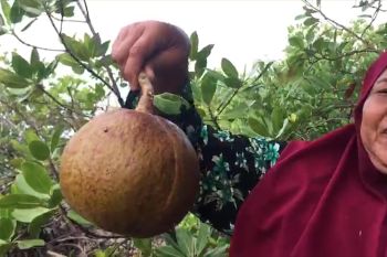 Buah penyirih obat tradisional diabetes