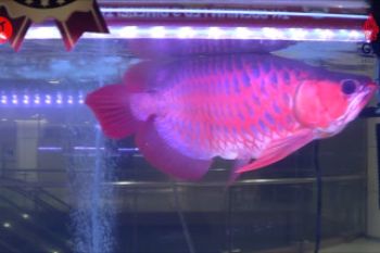 Gaungkan kembali pariwisata Bali lewat kontes ikan hias