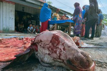Daging sapi di Pekanbaru  Rp150.000 per kg