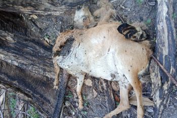 Dua kambing warga Maua Hilia Agam dimangsa harimau