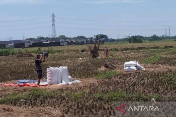 Bulog Cirebon menyerap 540 ton beras petani saat panen raya