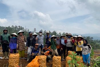 Pemupukan berimbang hasilkan kentang super di Garut