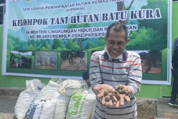 Artikel - Kebangkitan pemanfaatan kemiri di Kabupaten Tanah Laut