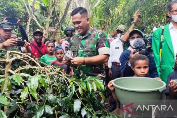 Bupati Jayawijaya bersama Dandim 1702 panen kopi-hipere di Walesi