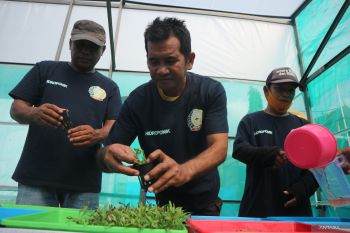 Kebun hidroponik Lapas Luwuk  jadi tempat belajar warga