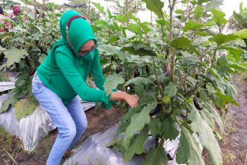 PKK Kalteng ajak masyarakat manfaatkan pekarangan untuk kebun keluarga
