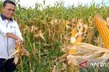 Paguyuban Tandem Bintan panen jagung perdana