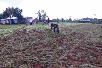 Babinsa Biak bantu warga panen hasil perkebunan