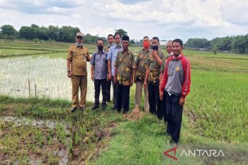 Ketersediaan beras di Boyolali jelang musim kemarau aman