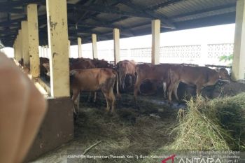 DPRD Riau minta Pemprov awasi penyaluran sapi bantuan