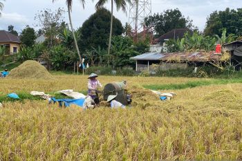 500 hektar lahan pertanian padi di Payakumbuh tak perlu bayar premi AUTP