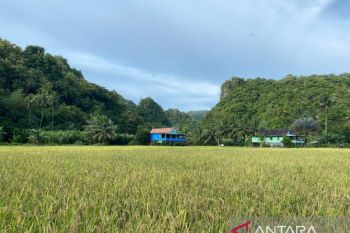Kampung Massaloeng pelita baru pendukung objek wisata Rammang-rammang