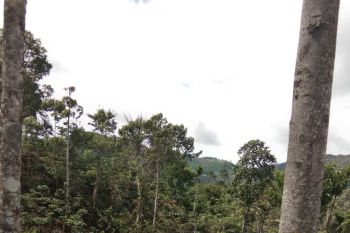 Generasi milenial dan perannya sebagai pelindung hutan di masa depan